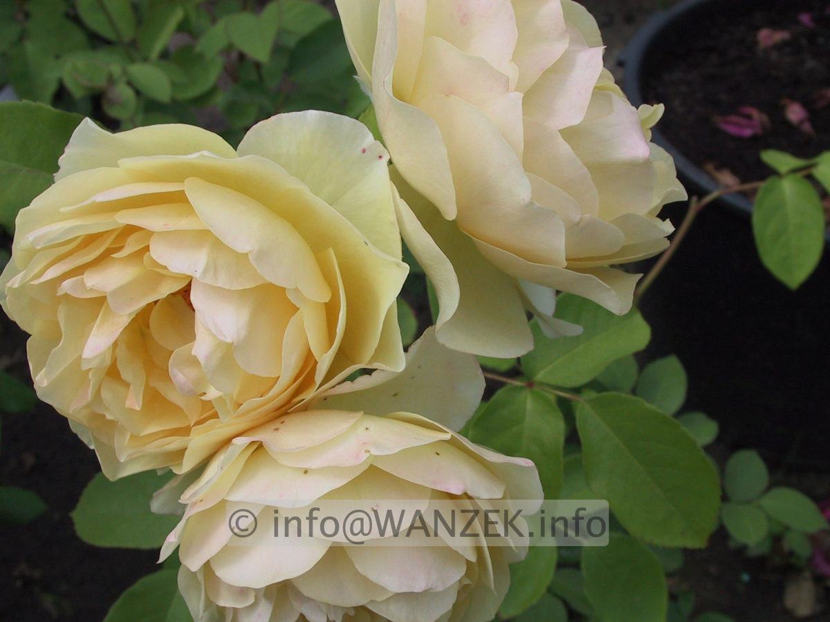 Strauchrose Graham Thomas.JPG